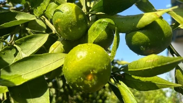 Osmaniye’de narenciye hasadı başladı