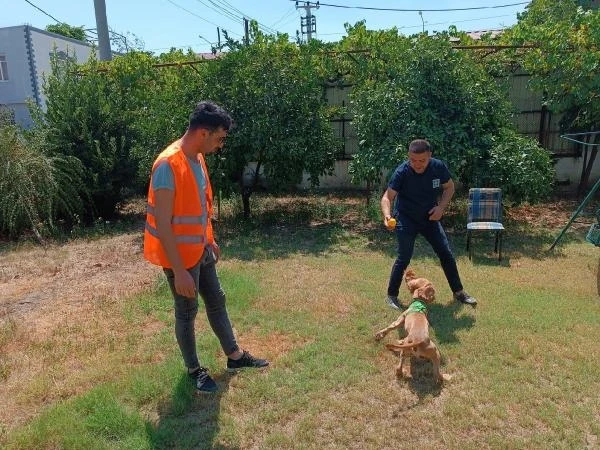 Osmaniye’de, şiddete maruz kalan köpek sahiplendirildi