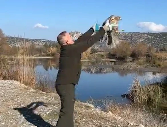 Osmaniye’de tedavisi tamamlanan şahin doğaya salındı
