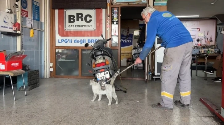 Oto tamircisinin maskotu "Paşa" fırçayı görünce dayanamıyor!
