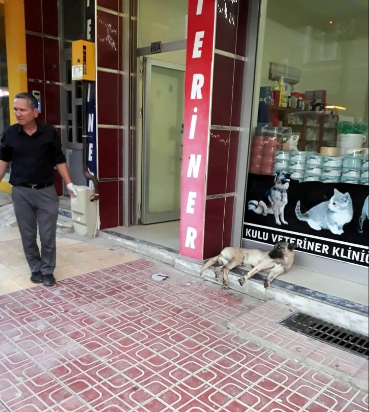 Otomobil sürücüsü çarptığı köpeği veterinere götürüp tedavi ettirdi
