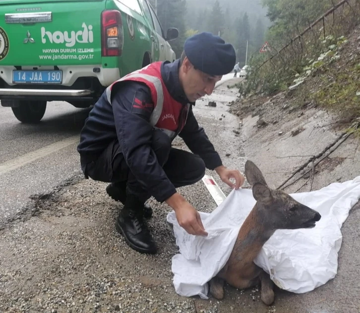 Otomobilin çarptığı karaca tedavi altına alındı
