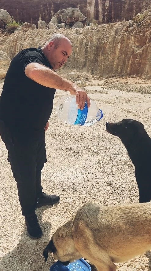 Otomobilindeki 5 litre suyu köpeklere elleriyle içirdi, duygusal anlar yaşandı
