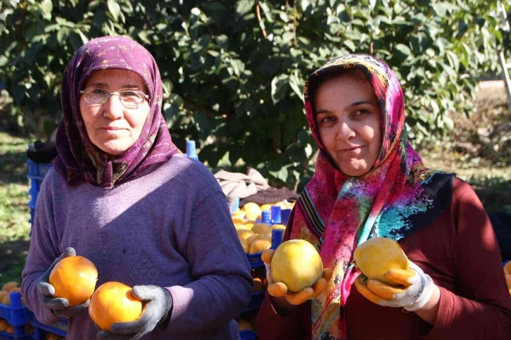 (ÖZEL) Bilecik ülkemizin ’Cennet Hurması’ ihtiyacının yüzde 35’ini karşılıyor
