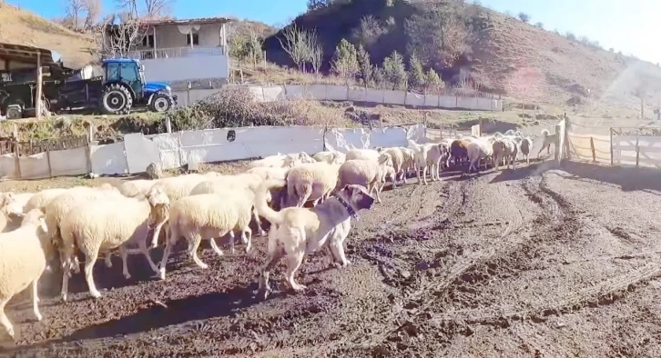 (ÖZEL) Bu sürünün çobanı sadece köpekler
