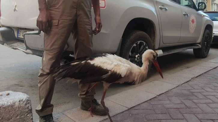 (ÖZEL) Eskişehir’de kursağında çöp kalan kör leylek tedavi altına alındı
