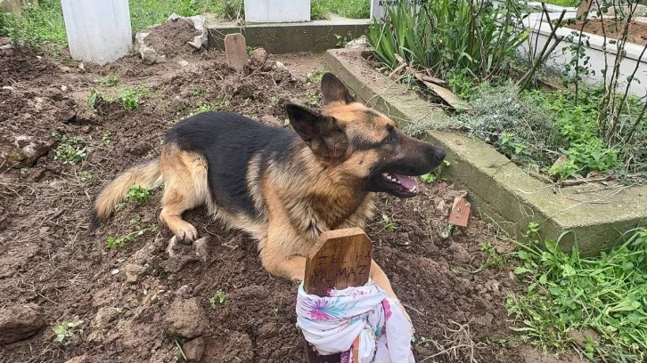 (Özel) Evladı gibi baktığı köpeği 52 gündür mezarından ayrılmıyor
