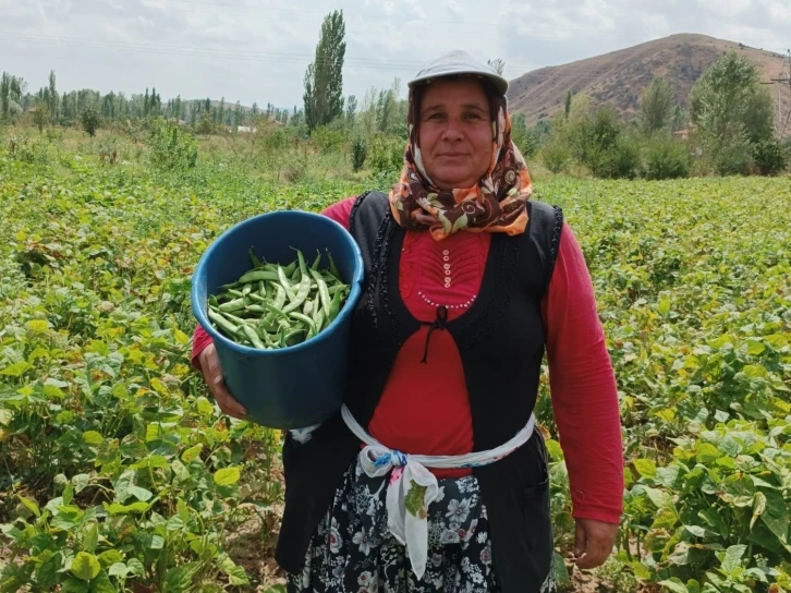 (ÖZEL) Şuhut’ta hasadı yapılan fasulye fiyatıyla üreticisinin yüzünü güldürdü
