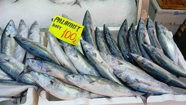 Palamut bolluğu vatandaşın yüzünü güldürüyor
