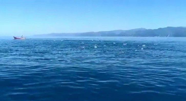 Palamut bolluğunun yaşandığı Karadeniz’de balıklar deniz üstünde dans gösterisi yaptı
