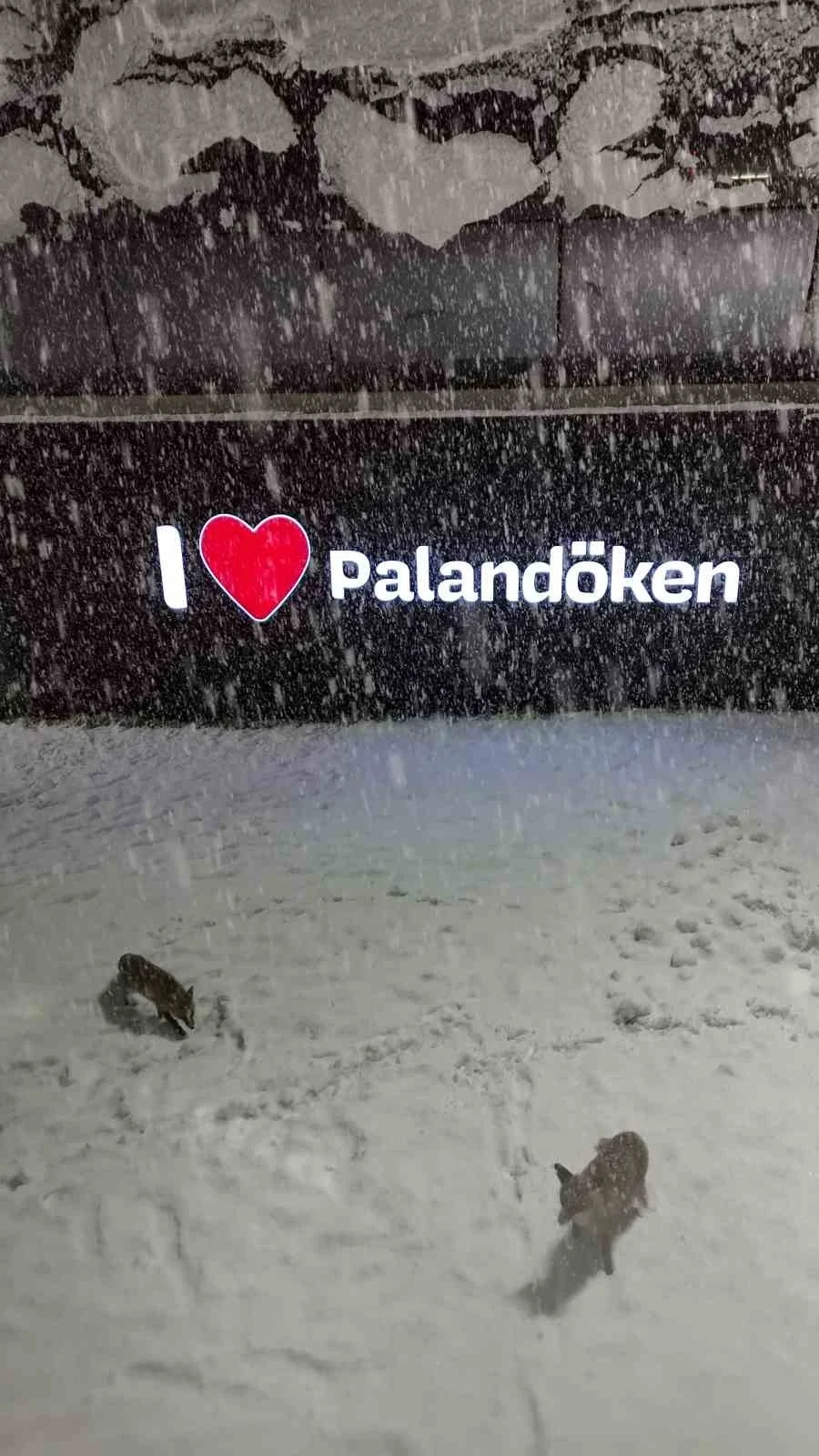 Palandöken’de tilkilerin kar sevinci
