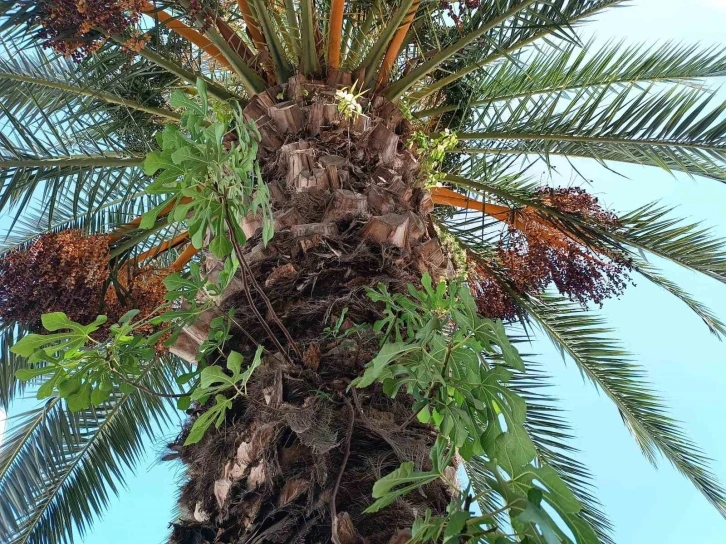 Palmiyede incir fidanı büyüdü
