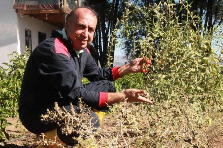 Pandemi döneminde aldığı çorak araziyi tropikal meyve bahçesine çevirdi
