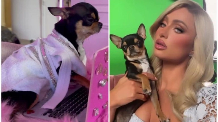 Paris Hilton kayıp köpeğini arıyor! ‘Getirene sorgusuz sualsiz büyük ödül var…’