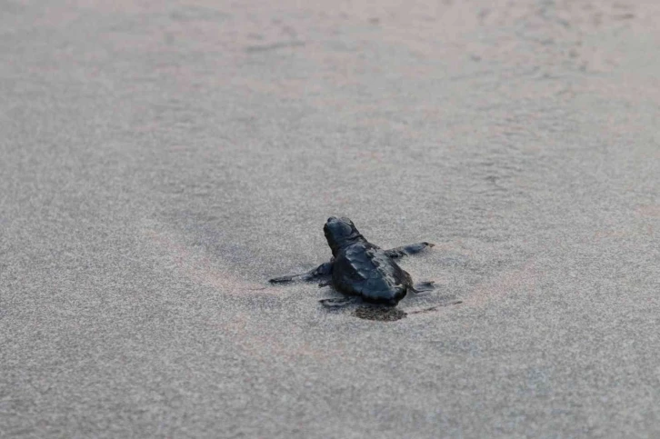 Patara’da caretta caretta yavruları denizde
