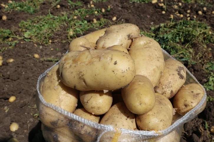 Patates 7 TL’yi bulan satış fiyatıyla üreticisinin yüzünü güldürdü
