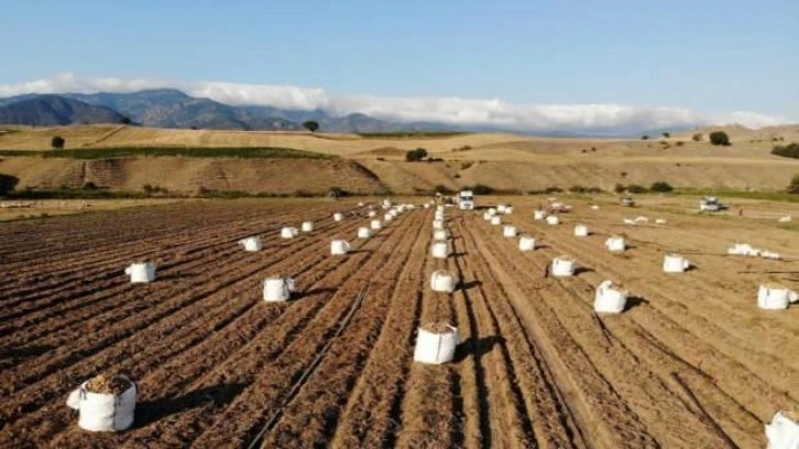 Patates, çiftçinin yüzünü güldürdü