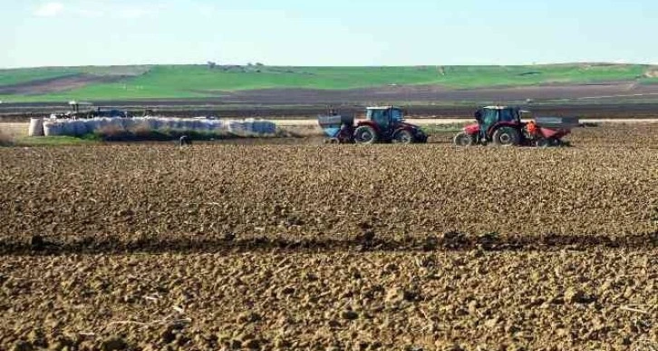 Patates tohumları toprakla buluşuyor