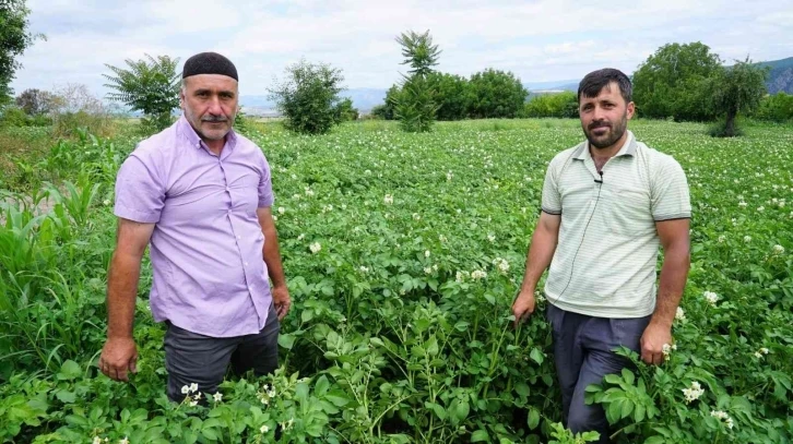 Patates üretiminde yüzde 20 artış
