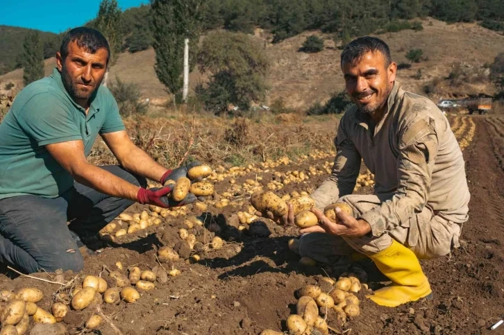 Patateste 40 bin tona yakın rekolte bekleniyor
