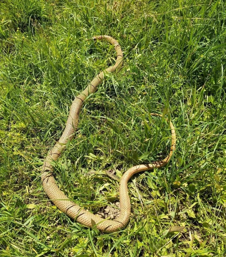 Patnos’ta  2 metrelik yılan paniği
