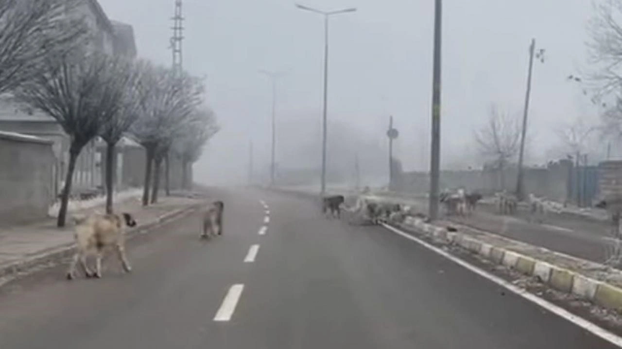 Patnos’ta başıboş köpekler tehlike oluşturuyor