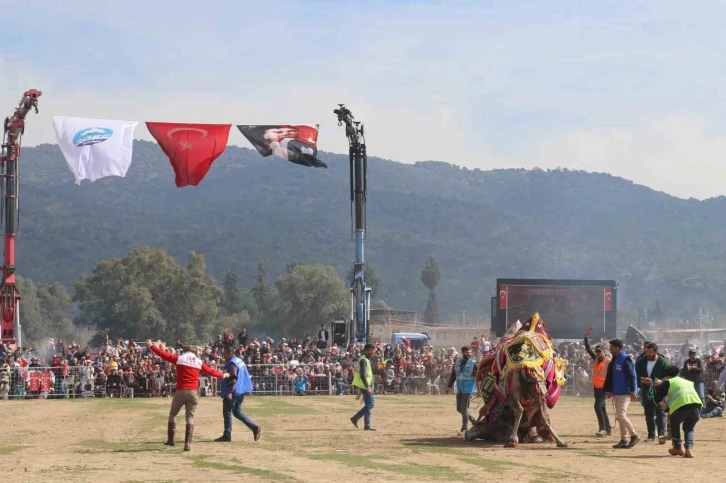 Pehlivan develer Bağarası’nda güreşti
