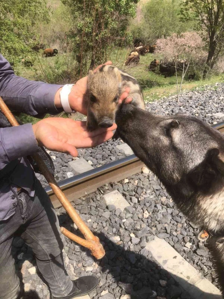 Peşine takılan yavru yaban domuzunu önce sevdi, daha sonra doğal ortamına bıraktı
