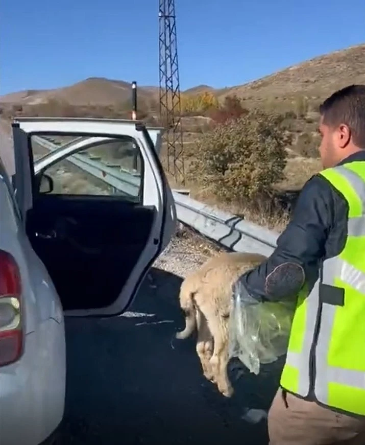 Polisten yaralı köpeğe yardım eli
