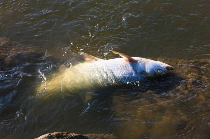 Polonya’nın Oder Nehri’nde ekolojik felaket
