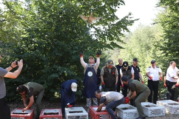 Popülasyonu azalıyordu, 500 sülün doğa ile buluştu
