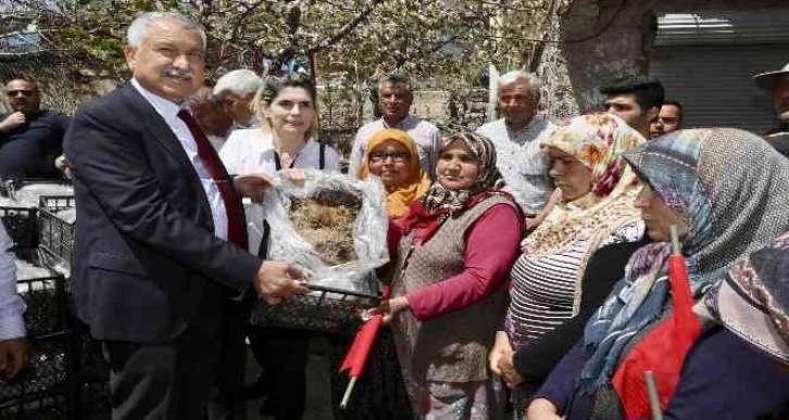 Pozantı’da 1 milyon 200 çilek fidesi dağıtıldı