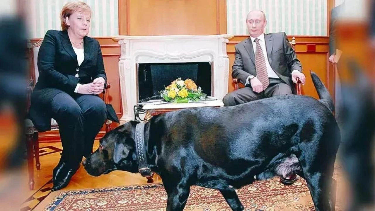 Putin, Merkel'den özür diledi: Köpeklerden korktuğunu bilmiyordum