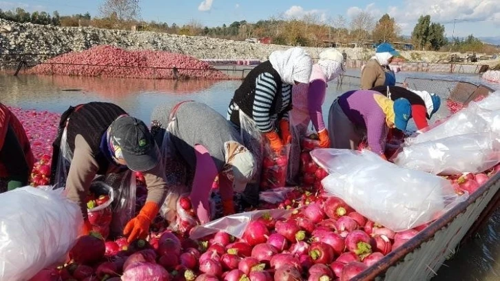 "Kırmızı altın" turp hasadı başladı
