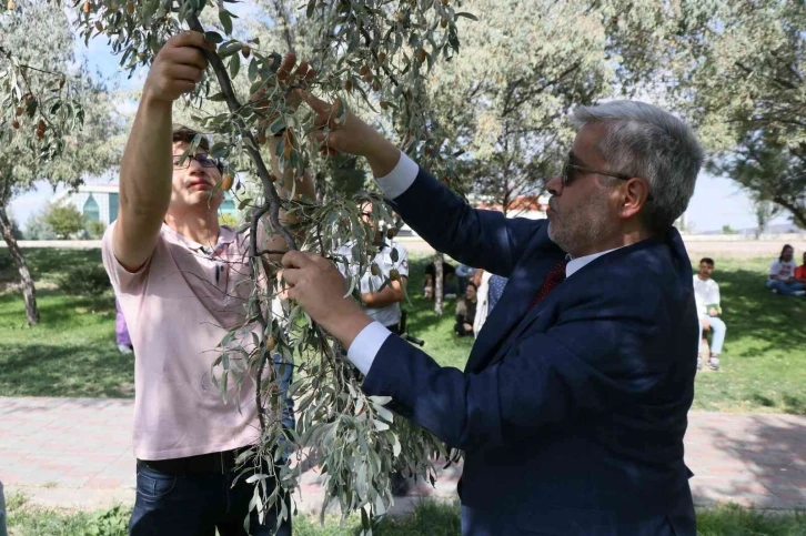 Rektör Şahin yarışa katıldı, öğrencilerle kıyasıya iğde topladı
