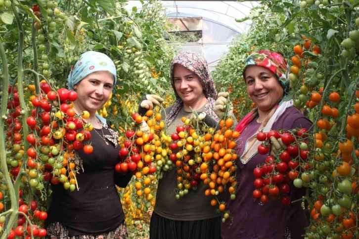 Rengarenk domates üretti, iki kat kazandı
