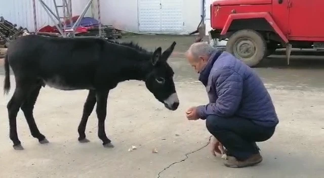 Rize’de başı boş sıpa yakıt istasyonuna sığındı
