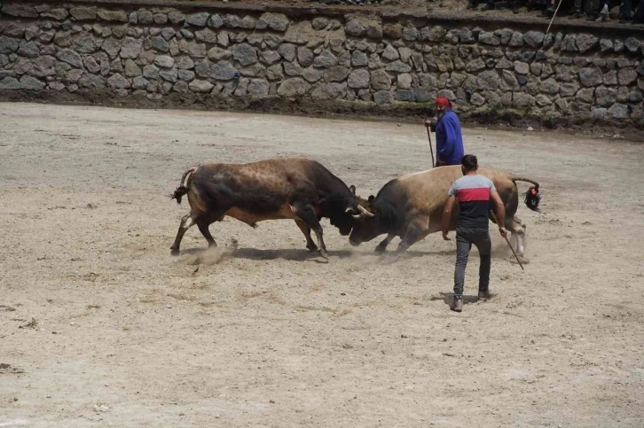 Rize’de boğalar kıyasıya yarıştı
