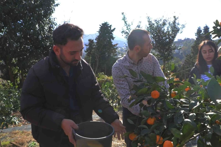 Rize’de mandalina hasadı başladı
