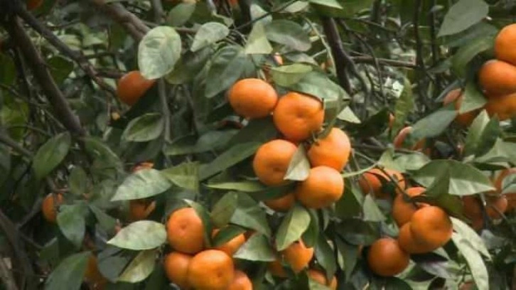 Rize mandalinasının 9 çeşidi tescillendi