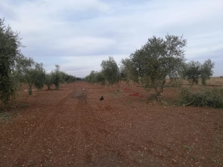 Roketin düştüğü zeytinlik zarar gördü
