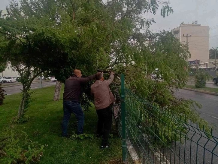 Rüzgar ve şiddetli yağış, ağaçlara zarar verdi
