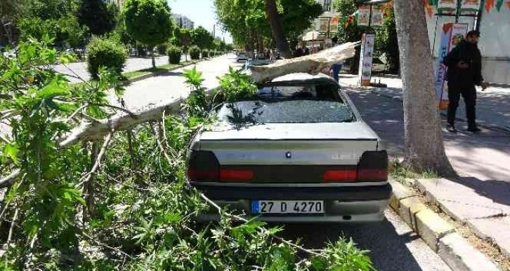 Rüzgarda kırılan dal otomobilin üzerine düştü