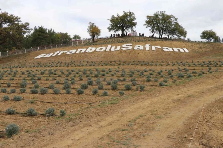 Safran üretimi ile turizmi artıracak olan “Lavanta Kokulu Safran Bahçesi" projesi tanıtıldı
