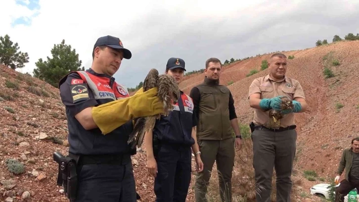 Sağlığına kavuşan doğan ve kızıl şahin doğaya bırakıldı
