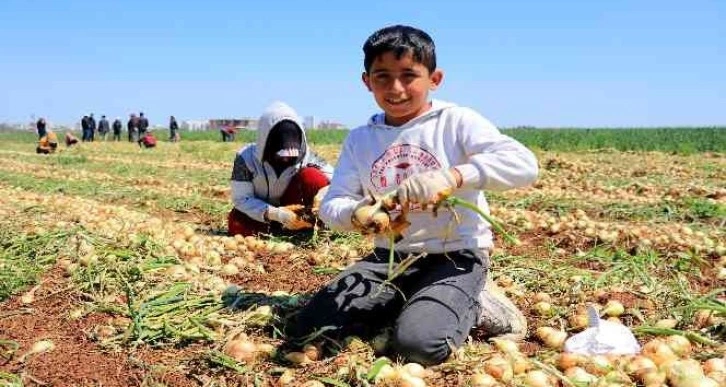 Sağlık deposu turfanda soğan hasadı başladı