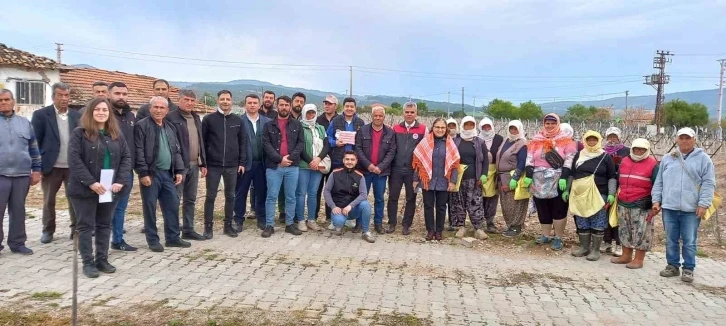 Sağlık ve kazançlı ürün için salkım güvesine karşı mücadele başlatıldı
