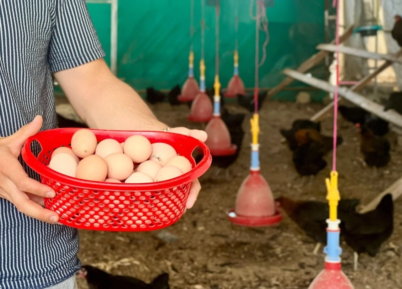 Sağlıklı yumurtalar sofraları süsleyecek
