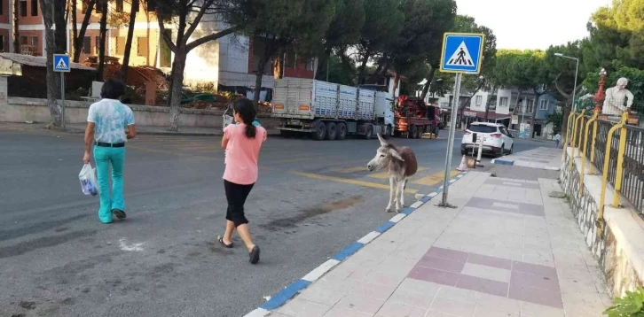 Sahibinin evinden firar edip şehir merkezine inen eşek ilginç görüntülere sahne oldu
