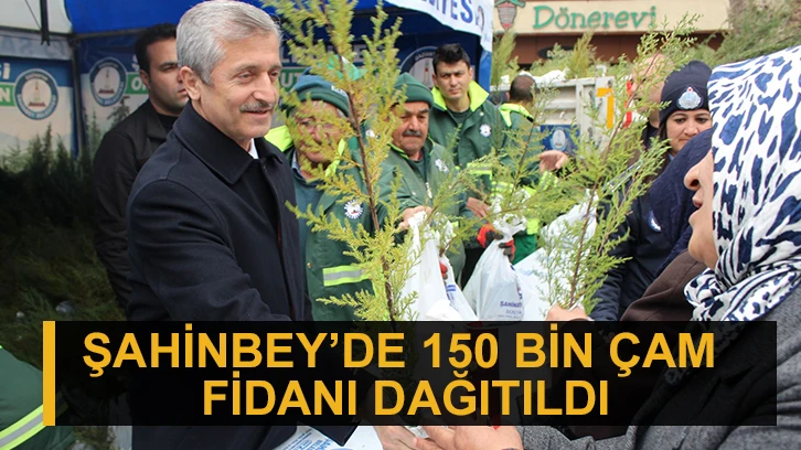 Şahinbey’de 150 bin çam fidanı dağıtıldı